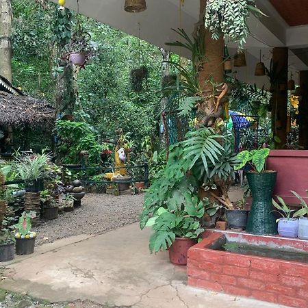 Jungleview Home Stay ادوكي المظهر الخارجي الصورة