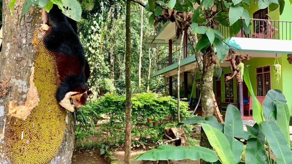 Jungleview Home Stay ادوكي المظهر الخارجي الصورة
